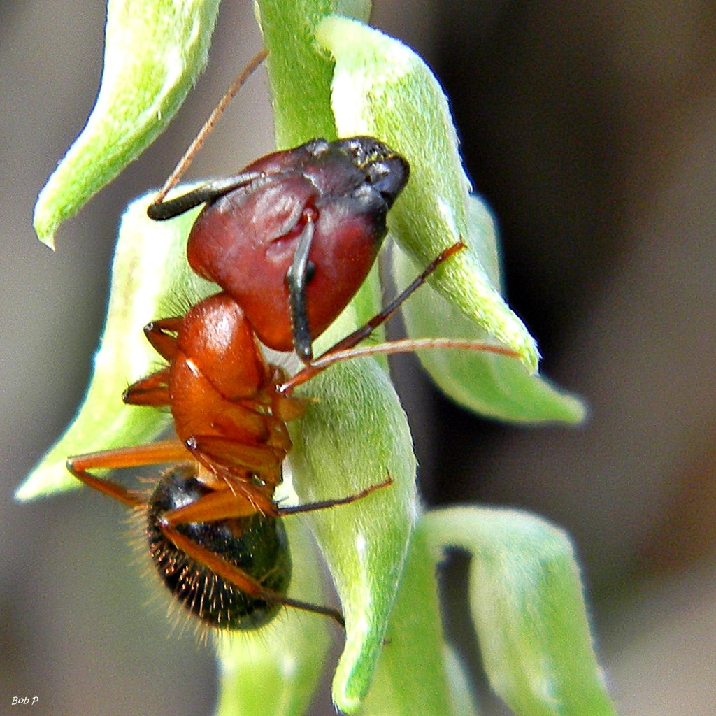Ant exterminator serving Avon Connecticut