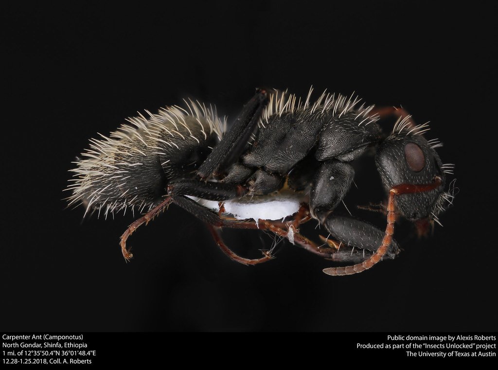 Carpenter ant control in Avon CT