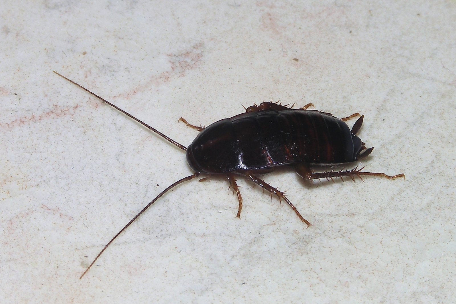 Cockroach control West Hartford CT