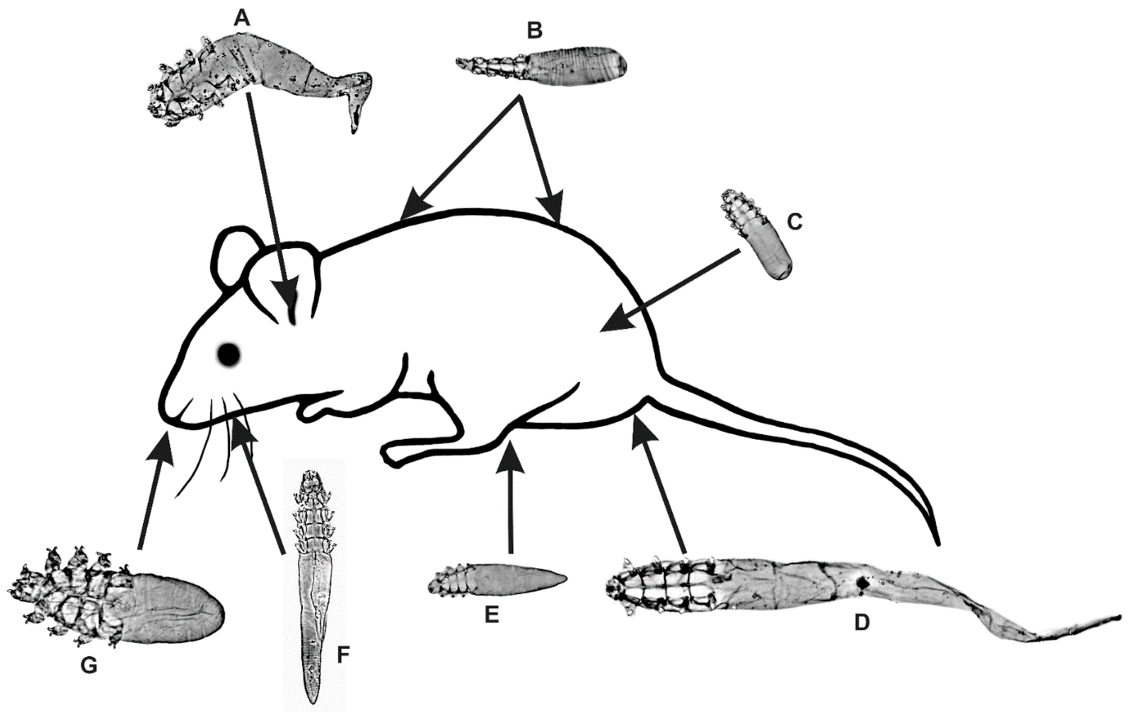 Common pests in West Hartford CT homes