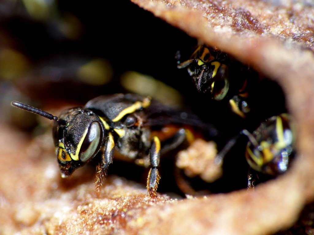 Hornet exterminator Connecticut