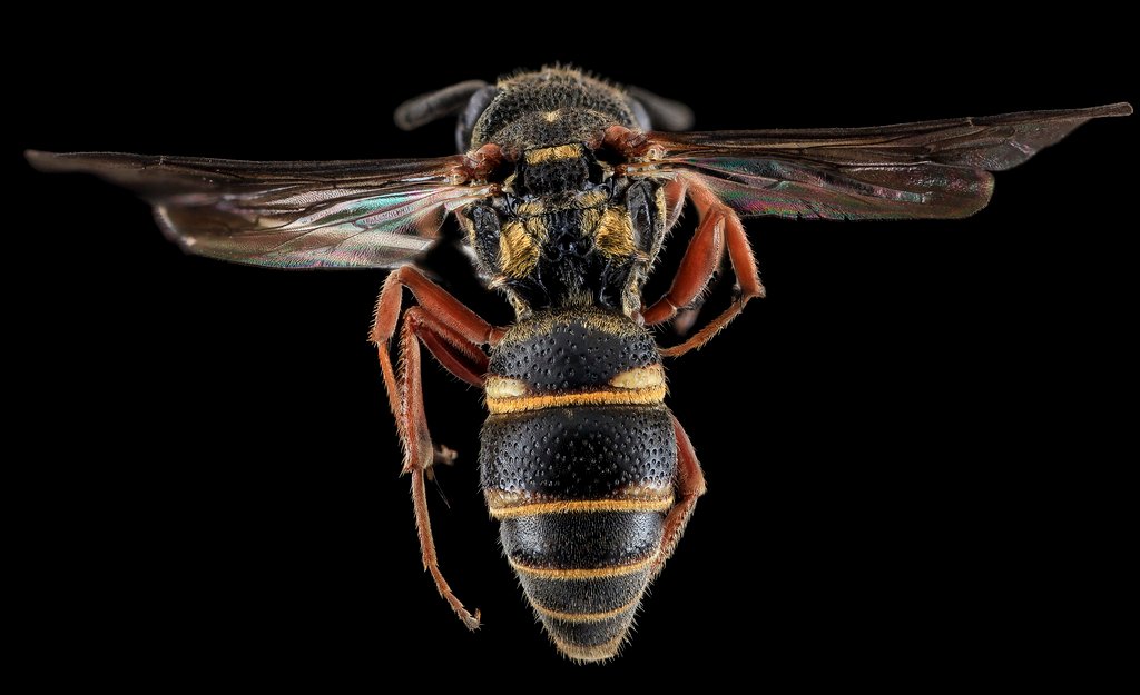 Stinging insect control serving Newington Connecticut