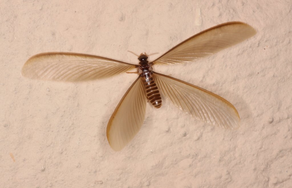 Termite inspection serving Bloomfield Connecticut