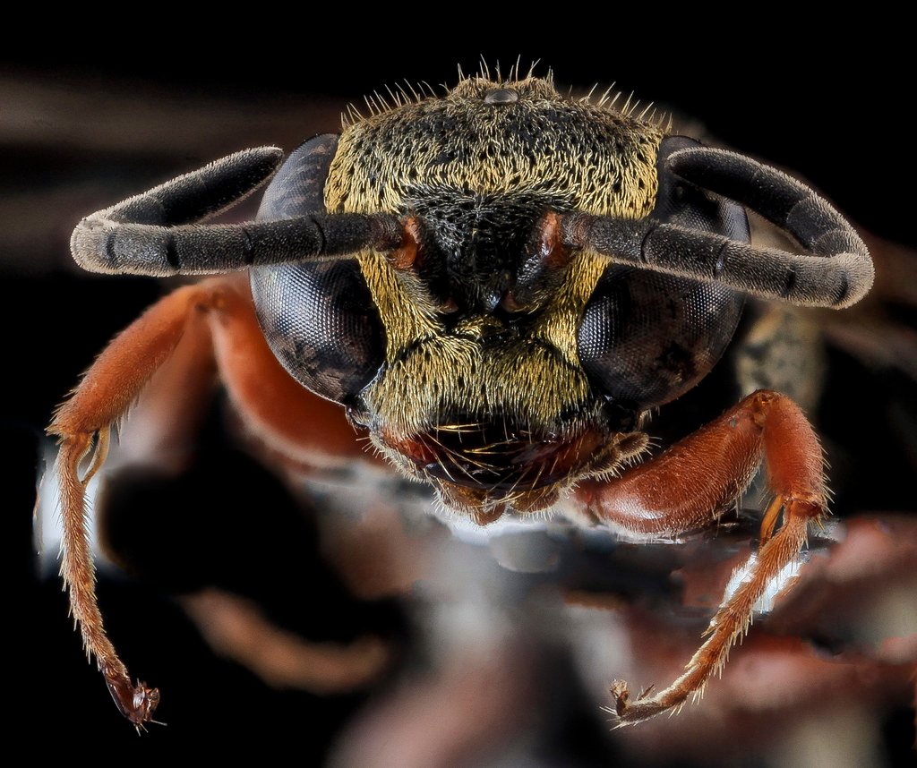 Wasp and hornet removal in Newington CT
