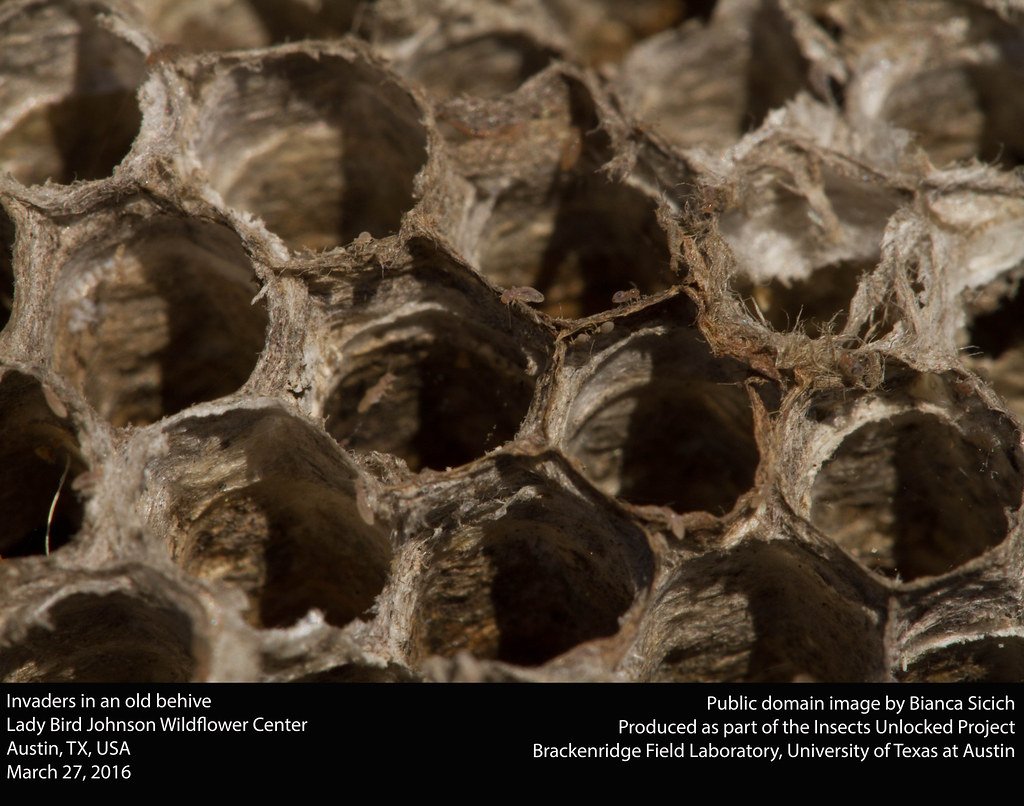 Wasp nest removal West Hartford CT